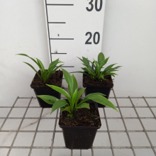Planten Hosta 'Devon Green'   pot 9x9 cm  