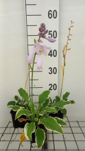 Planten Hosta 'Golden Tiara'   pot 9x9 cm