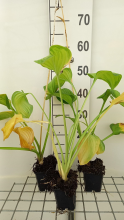 Planten Hosta 'Guacamole'   pot 9x9 cm  