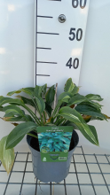 Planten Hosta 'Kiwi Full Monty'   pot 3L