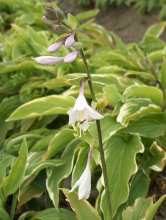 Planten Hosta 'Moerheim'   pot 9x9 cm