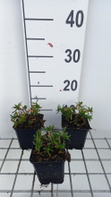 Planten Iberis sempervirens 'Appen Etz'   pot 9x9 cm  