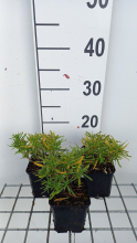 Planten Iberis sempervirens 'Fischbeck'   pot 9x9 cm