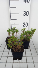 Planten Iberis sempervirens 'Nevina'   pot 9x9 cm