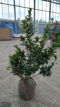 Planten Ilex x meserveae 'Mesid' (Blue Maid)   aardekluit   80 100 cm