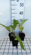 Planten Inula helenium   pot 9x9 cm (Griekse Alant)