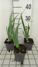 Planten Iris 'Rose'   pot 9x9 cm