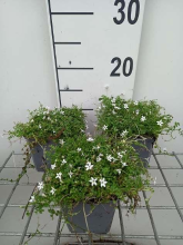 Planten Isotoma fluviatilis 'Alba'   pot 9x9 cm  