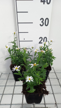 Planten Kalimeris incisa 'Alba'   pot 9x9 cm  