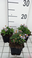 Planten Kalimeris incisa 'Nana Blue'   pot 9x9 cm  