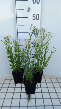 Planten Kalimeris mongolica 'Mon Jardin'   pot 9x9 cm