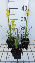 Planten Kniphofia 'Lemon Popsicle'   pot 9x9 cm