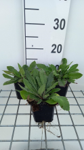 Planten Knautia macedonica 'Melton Pastels'   pot 9x9 cm  