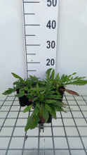 Planten Knautia macedonica 'Red Knight'   pot 9x9 cm