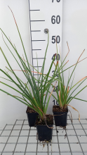 Planten Kniphofia uvaria 'Grandiflora'   pot 9x9 cm  