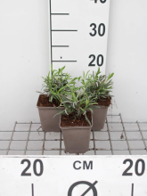 Planten Lavandula x intermedia 'Alba'   pot 9x9 cm  
