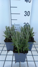 Planten Lavandula x intermedia 'Provence'   pot 9x9 cm