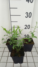 Planten Lathyrus latifolius 'Red Pearl'   pot 9x9 cm  