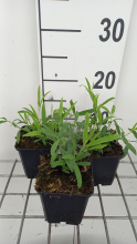 Planten Lathyrus latifolius 'White Pearl'   pot 9x9 cm  
