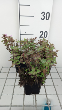 Planten Lamium maculatum 'Anne Greenaway'   pot 9x9 cm  