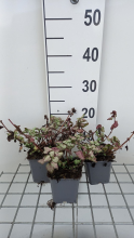 Planten Lamium maculatum 'Red Nancy'   pot 9x9 cm  
