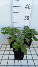 Planten Lamium orvala   pot 9x9 cm