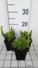 Planten Lithodora diffusa 'Alba'   pot 9x9 cm