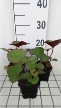 Planten Ligularia dentata 'Midnight Lady'   pot 9x9 cm