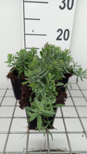 Planten Linaria purpurea 'Canon J. Went'   pot 9x9 cm  