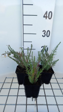 Planten Linum perenne 'Diamant'   pot 9x9 cm