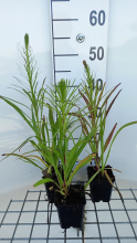 Planten Liatris spicata 'Floristan Violett'   pot 9x9 cm  