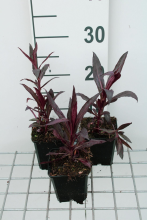 Planten Lobelia x speciosa 'Russian Princess'   pot 9x9 cm