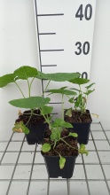 Planten Lunaria annua 'Albiflora'   pot 9x9 cm