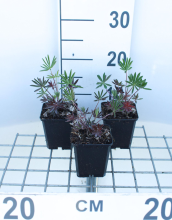 Planten Lupinus 'Gallery Pink'   pot 9x9 cm