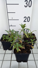 Planten Lysimachia ephemerum   pot 9x9 cm  