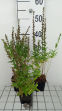 Planten Lythrum salicaria 'Robin'   pot 9x9 cm  