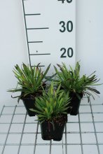 Planten Lychnis alpina 'Plena'   pot 9x9 cm