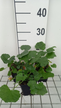 Planten Malva alcea 'Fastigiata'   pot 9x9 cm  