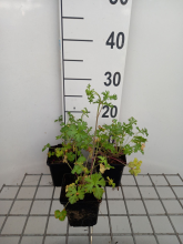 Planten Malva moschata   pot 9x9 cm