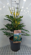 Planten Mahonia x media 'Winter Sun'   pot 12L   60 80 cm  