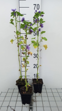 Planten Malva sylvestris 'Dema' (Marina)   pot 9x9 cm  