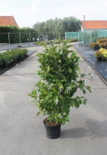 Planten Magnolia 'Susan'   pot 12L   80 100 cm