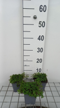 Planten Mentha requienii   pot 9x9 cm (Corsicaanse munt)  
