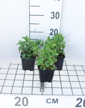 Planten Groene munt, aarmunt   pot 9x9 (Mentha spicata)  
