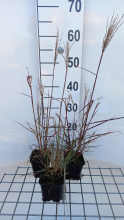 Planten Miscanthus sinensis 'Aperitif'   pot 9x9 cm  