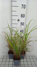 Planten Miscanthus sinensis   pot 9x9 cm