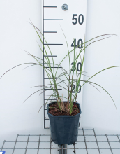 Planten Miscanthus sinensis 'EMPMIS01' (Red Cloud)   pot 3L