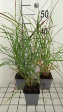 Planten Miscanthus sinensis 'Rica 20' (Ruby Cute, Ruby Cute)   pot 9x9 cm