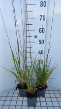 Planten Molinia arundinacea 'Skyracer'   pot 9x9 cm  