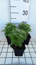 Planten Monarda 'Cranberry Lace'   pot 9x9 cm